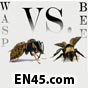 WASPS vs BEES